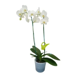 Orquídea "Cambridge" 2 varas Premium