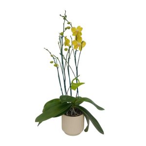 Orquidea ¨SUMMER LIGHT¨ 4 varas Super Premium