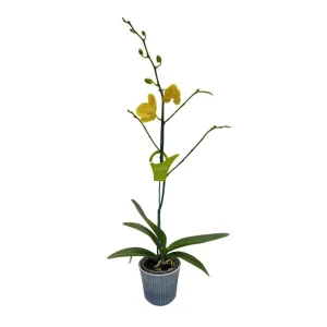 Orquídea "Savona" con Varas lateral