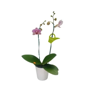 Orquídea "GOTTEBORG" 2 varas