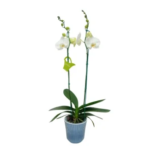 Orquídea "Cambridge" 2 varas Premium