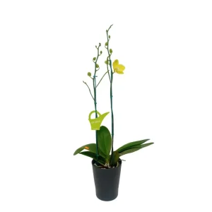Orquídea "Savona" 2 Varas
