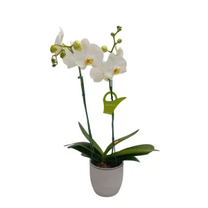 Orquídea "Cambridge" 2 varas