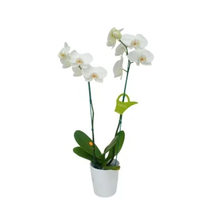 Orquídea "Cambridge" 2 varas
