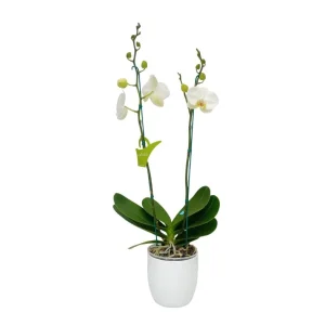 Orquídea "Cambridge" 2 varas Premium