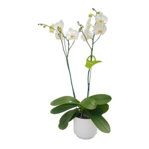 Orquídea "Cambridge" 2 varas Premium