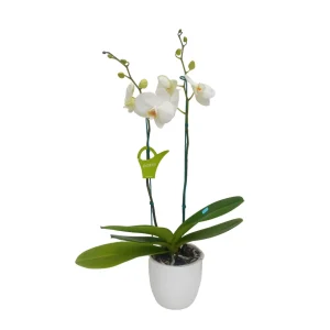 Orquídea "Cambridge" 2 varas Premium