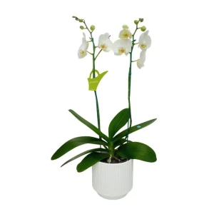 Orquídea "Cambridge" 2 varas Premium