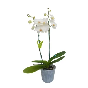 Orquídea "Cambridge" 2 varas Premium