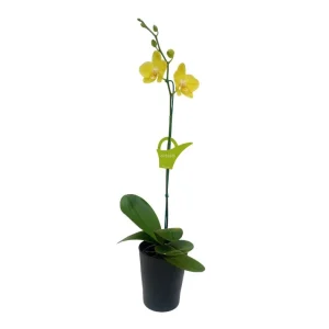 Orquídea "Savona" Mediana