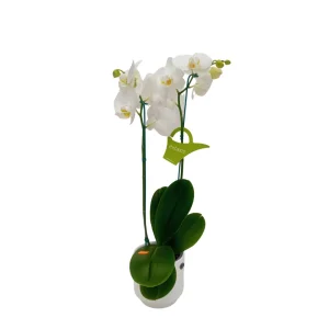 Orquídea "Cambridge" 2 varas