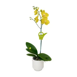 Orquídea "Savona" Mediana