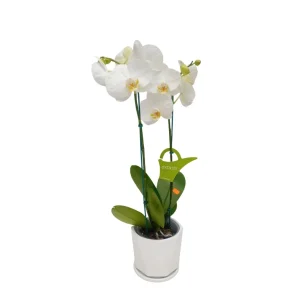 Orquídea "Cambridge" 2 varas