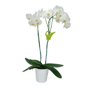 Orquídea "Cambridge" 2 varas Premium
