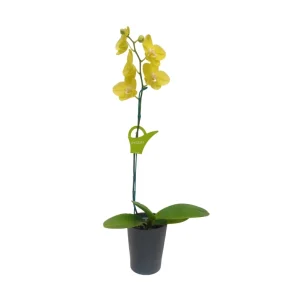 Orquídea "Savona" Mediana