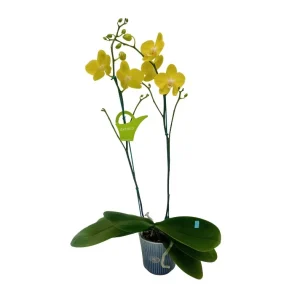 Orquídea "Savona" 2 Varas Premium