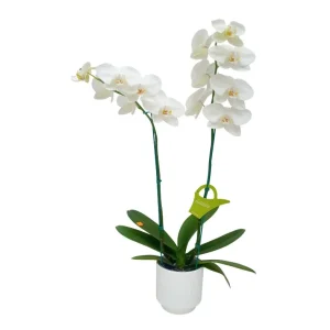 Orquídea "Cambridge" 2 varas Premium