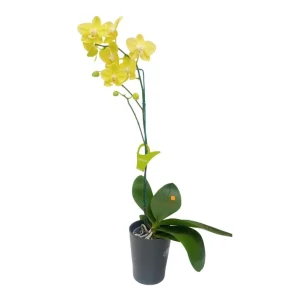 Orquídea "Savona" con varas laterales