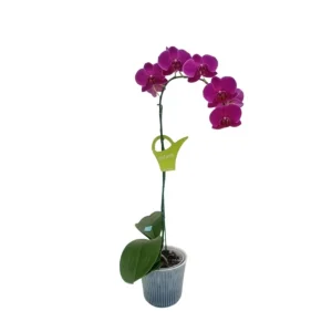 Orquídea "BLOEMFONTEIN" Mediana