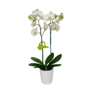 Orquídea "Cambridge" 2 varas Premium