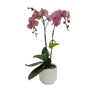 Orquidea "Jupiter" 2 varas
