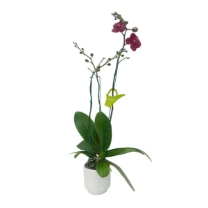 Orquídea "Montreux" 3 varas Super Premium