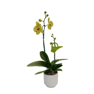 Orquídea "Pescara" 2 varas Pequeña