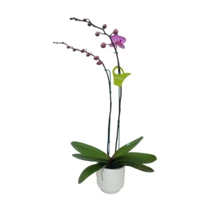Orquídea «Minneapolis» 2 varas Premium