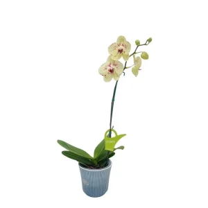 Orquídea "Pescara" Mediana