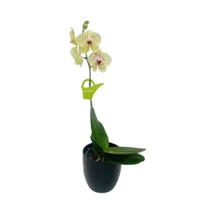 Orquídea "Pescara" Pequeña