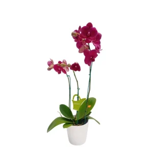 Orquídea "Montreux" 3 varas Super Premium