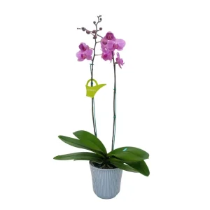 Orquídea «Minneapolis» 2 varas Premium