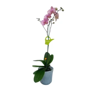 Orquidea "Jupiter" con varas lateral