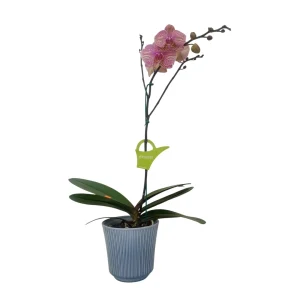 Orquidea "Jupiter" con varas lateral