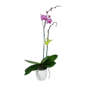 Orquídea «Minneapolis» 2 varas Premium