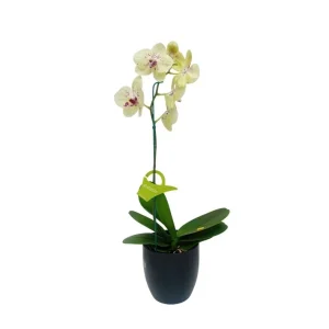Orquídea "Pescara" Pequeña