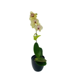 Orquídea "Pescara" Pequeña