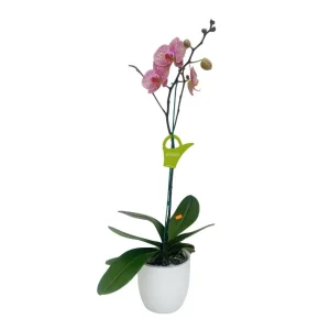 Orquidea "Jupiter" con varas lateral