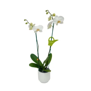 Orquídea "Cambridge" 2 varas