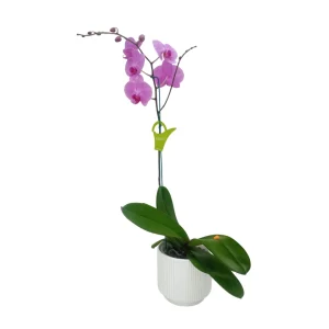Orquídea «Minneapolis» con vara lateral
