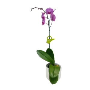 Orquídea «Minneapolis» con vara lateral