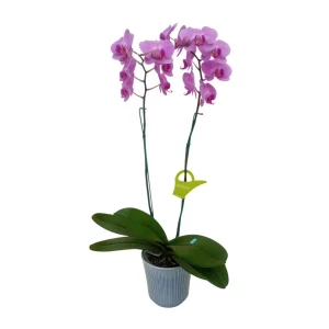 Orquídea «Minneapolis» 2 varas Premium