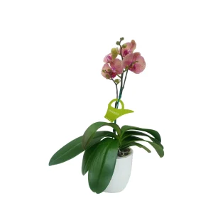 Orquidea "Jupiter" con varas lateral