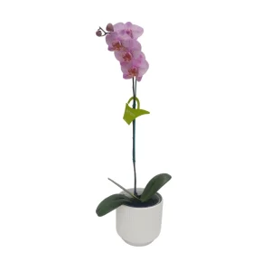 Orquídea «Formation» Mediana