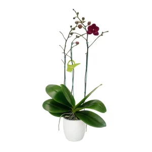 Orquídea "Montreux" 3 varas Super Premium