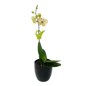 Orquídea "Pescara" Mediana