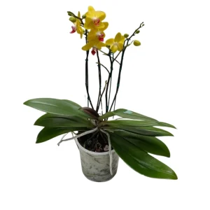 Orquidea "Avola"