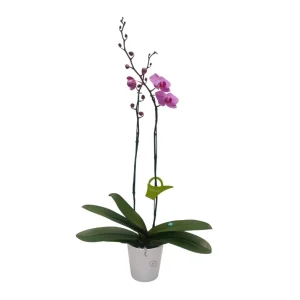Orquídea «Minneapolis» 2 varas Premium