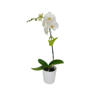 Orquídea "Cambridge" Mediana