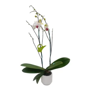 Orquídea "Toronto" 2 Varas Premium